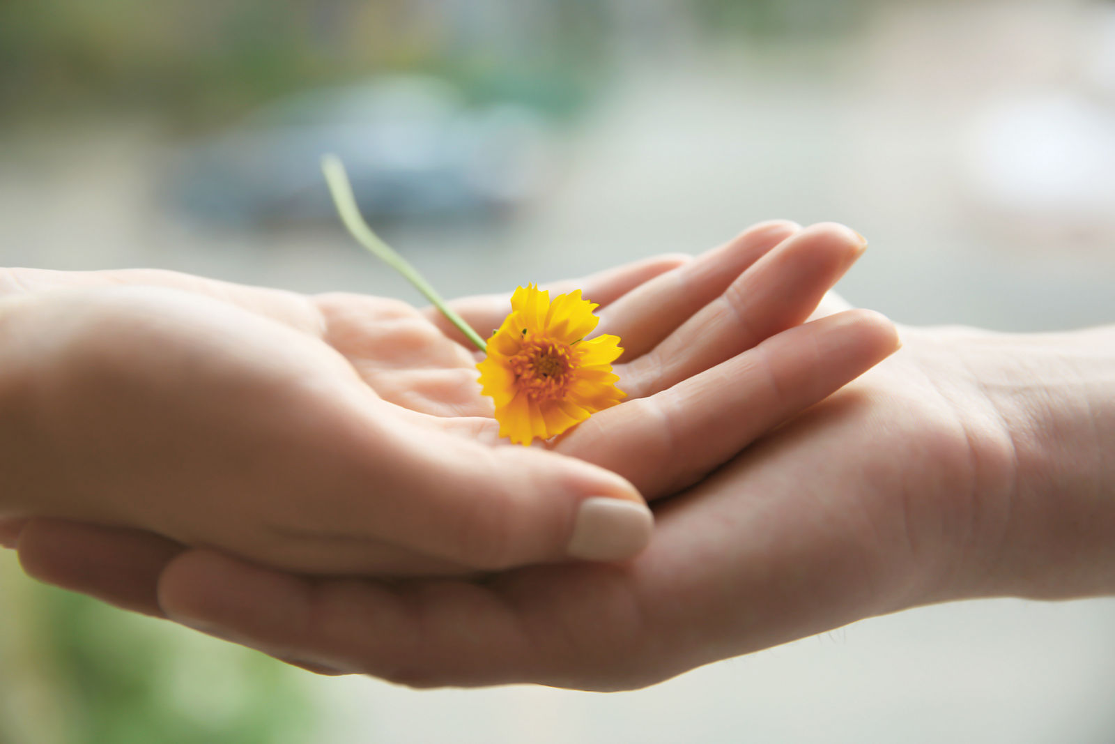Yellow Flower